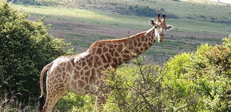 Hur många ryggkotor har en giraff